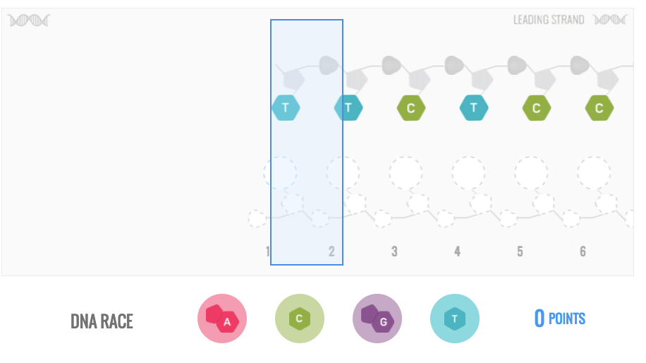The DNA Race, a game to match base pairings as quickly and accurately as possible