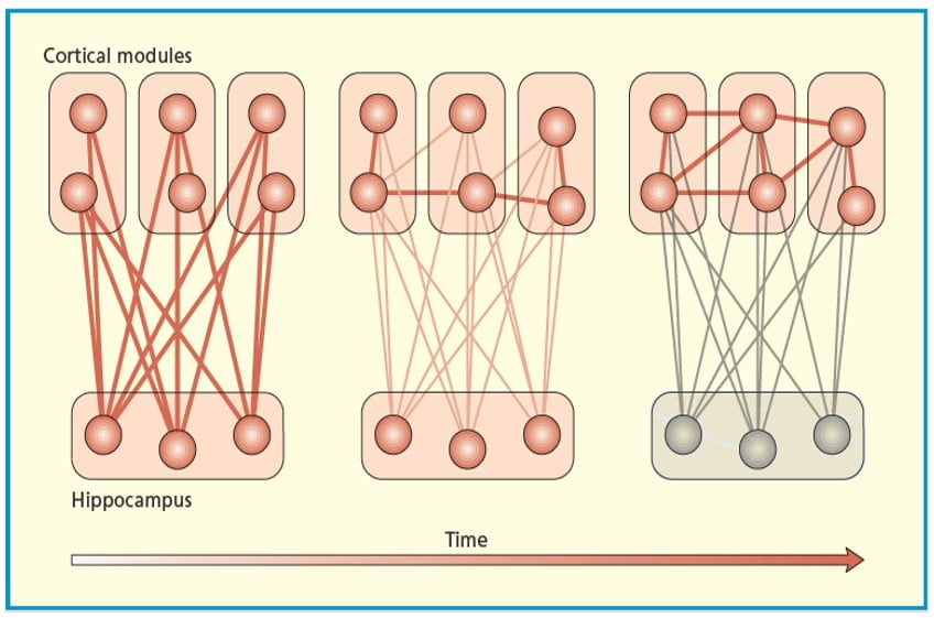 The neuroscience of active learning